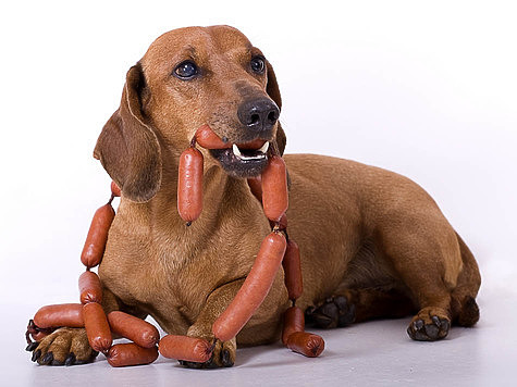 Изображение Ученые выяснили из-за чего собаки валяются в тухлятине