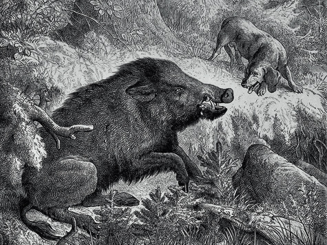 Изображение Охота в Кизлярских садах