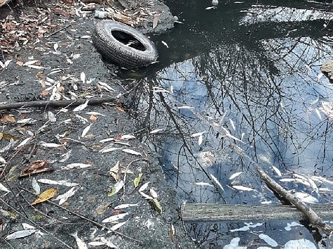 Изображение Прокуратура принимает меры в связи с загрязнением реки Суры 