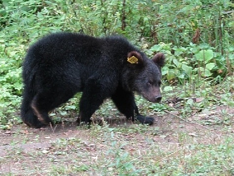 Изображение В Вологде посчитали медведей