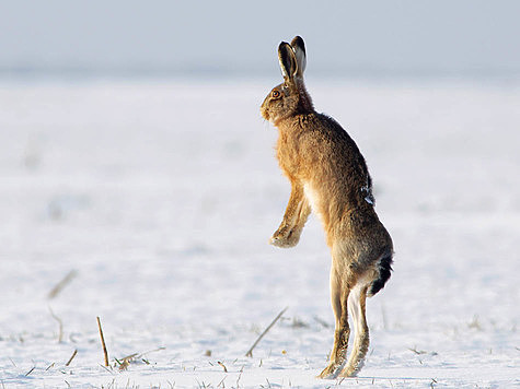 Изображение Об особенностях охоты на зайцев