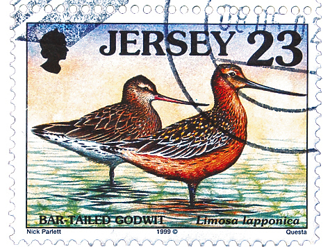 Изображение Бекасы, веретенники и турухтаны на почтовых марках