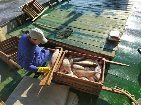 Изображение Ученые ВНИРО сообщили о рыбохозяйственной обстановке на Нижней Волге
