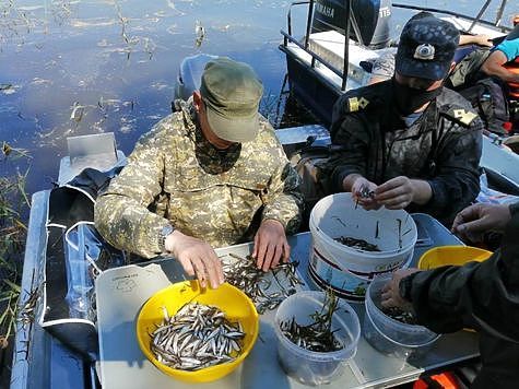Изображение В Югре стартовала кампания по искусственному воспроизводству