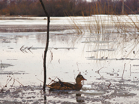 Изображение Сколько охотников, столько и мнений
