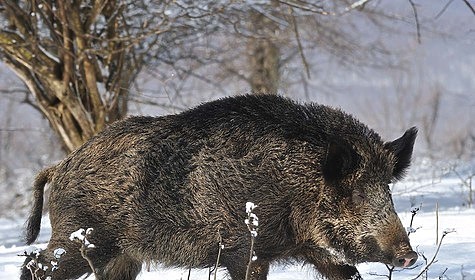 Изображение Кабаны бегают по Битцевскому парку