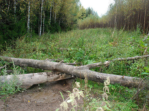 Изображение Весь лесной фонд Нижегородской области охватят видеонаблюдением 