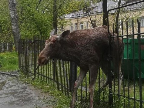 Изображение Ярославский лось повис на заборе детского сада