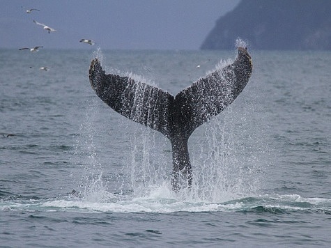 Изображение Отмечается всемирный день кита
