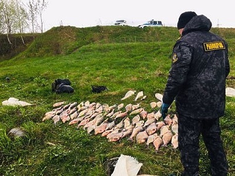 Изображение С начала нереста в Ярославской области возбуждено 14 уголовных дел