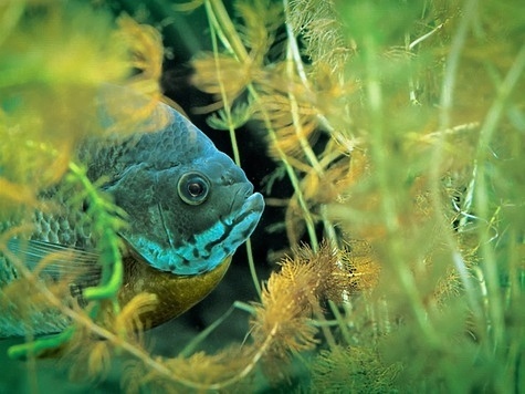 Изображение Разработана технология распознавания лиц рыб