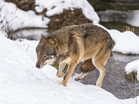 Изображение Из практики охоты на волка