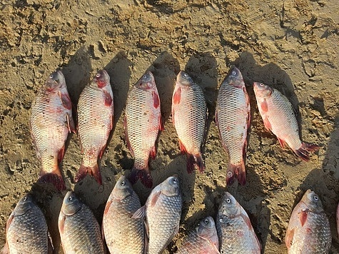 Изображение Сводка Волго-Каспийской рыбоохраны за неделю