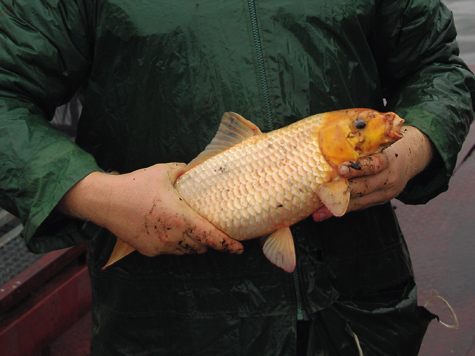 Изображение Золотая рыбка