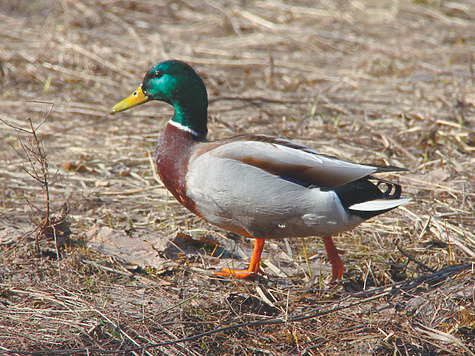 Пернатый пешеход