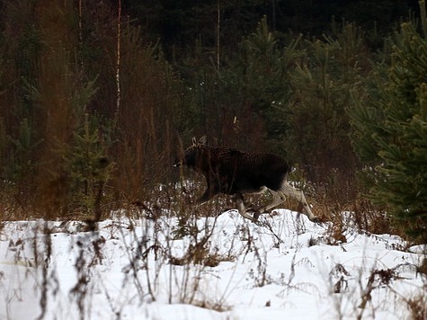 Изображение 11 случаев браконьерства зафиксировано в Тверской области после закрытия сезона охоты на лося