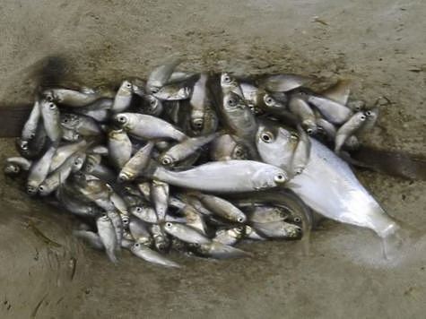 Изображение Ученые оценивают рыбные запасы дельты Волги