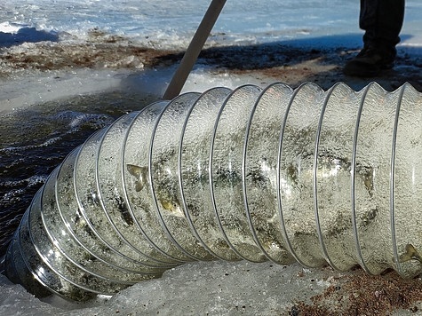 Изображение Стартовали плановые выпуски молоди лосося в Неву