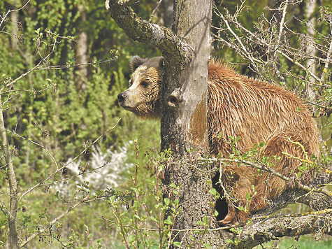 Встреча на болоте