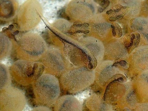 Изображение Никольский рыбозавод продолжает выпускать личинок щуки