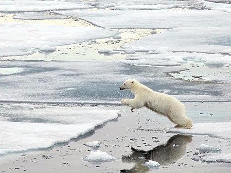 Изображение Белых медведей ожидает скорое вымирание