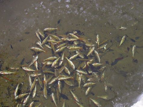 Изображение Обнаружена массовая гибель рыбы в реке Куда