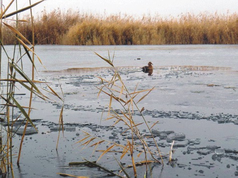 Изображение Утиная охота по льду