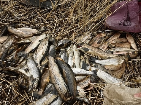 Изображение В нацпарке задержан вооруженный лососевый браконьер