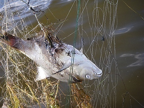 Изображение Развитию рыболовства мешает низкая вода и браконьеры