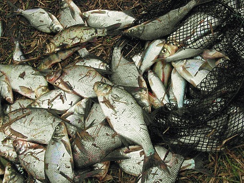 Изображение Рыбу и икру изымают тоннами