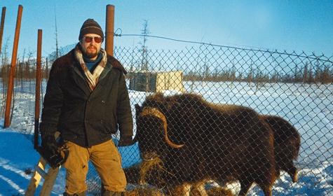 Изображение 15 лет овцебыку  на Ямале
