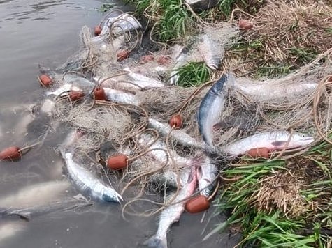 Изображение Рыбоохраной задержаны добытчики лосося 