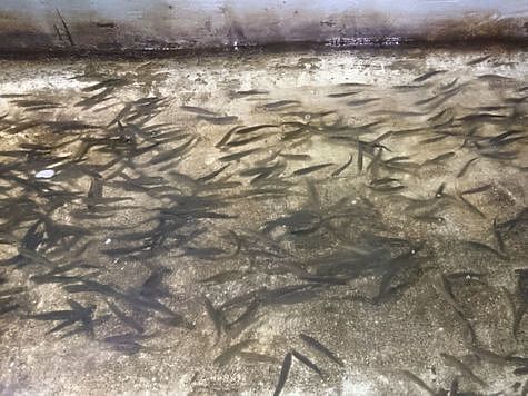Изображение Проведен компенсационный выпуск лососей в Онегу