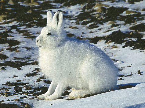 Таких охот быть  не должно!