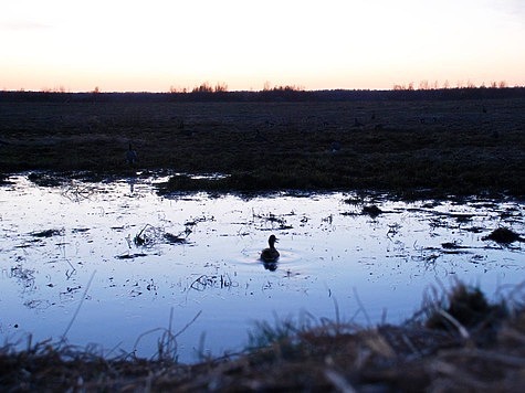 Изображение Нижегородская область приглашает на испытания подсадных уток