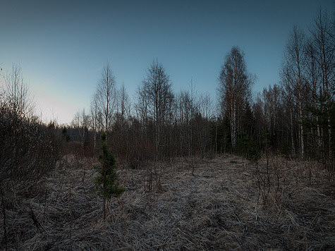 Изображение Фотоочерк о вальдшнепиных тягах