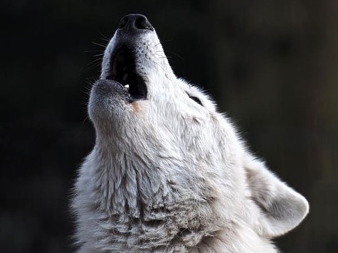 Изображение Нижегородские охотники ликвидировали стаю волков
