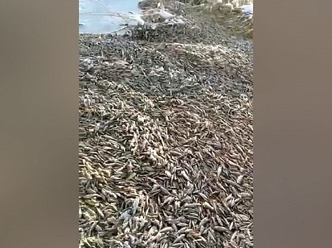 Изображение Массовое отравление рыбы произошло в Челябинской области