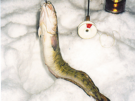 Изображение Зимняя ловля налима