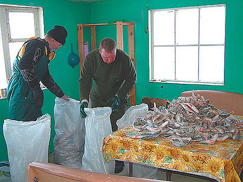 Изображение В Астрахани нашли еще два подпольных цеха по переработке рыбы