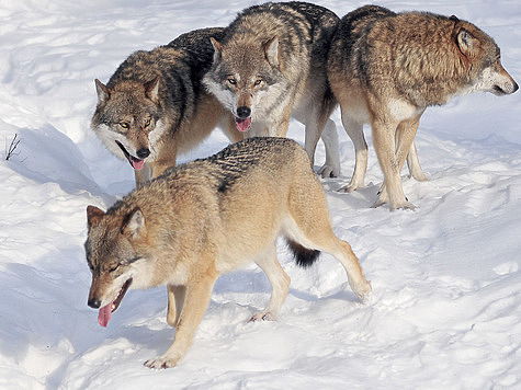 Изображение Белый туман: охота на волков