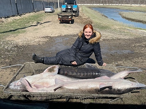 Изображение На Донском осетровом заводе начинается нерестовая кампания