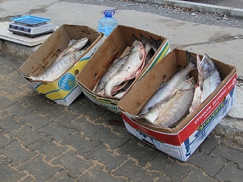Изображение Полиция пресекает незаконную торговлю рыбой
