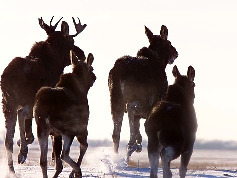 Изображение Охота на лося в Кировской области продлится до 10 января