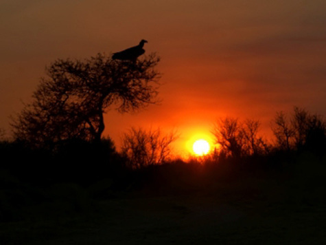Изображение Сафари в Намибии