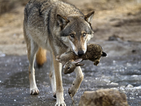 Изображение Неудачная облава обернулась кражей чучела волка