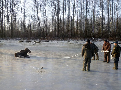 Изображение Лосенок застрял между льдин и был спасен местным жителем