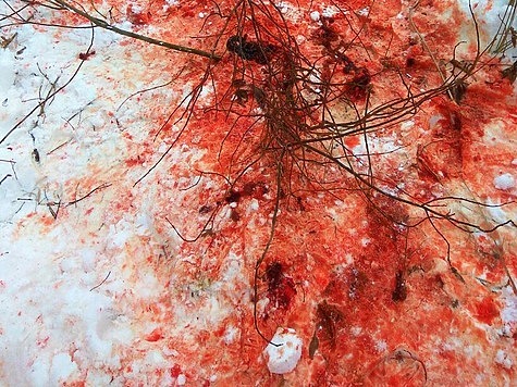 Изображение Браконьера выдала кровь на валенке