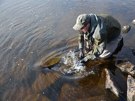 Изображение Лососи могут не вернуться на нерест к месту своего рождения 