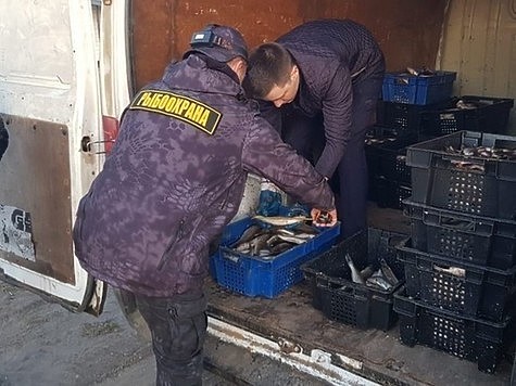 Изображение Пограничники поймали браконьера с рыбой на 4 миллиона рублей